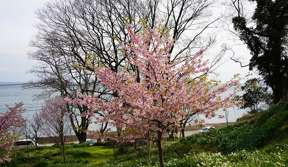 河津桜2