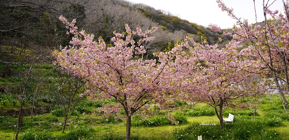 河津桜