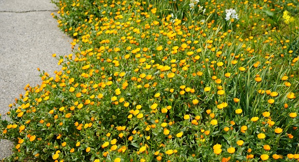オレンジ色の花