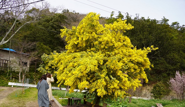 黄色の花