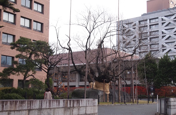石割桜