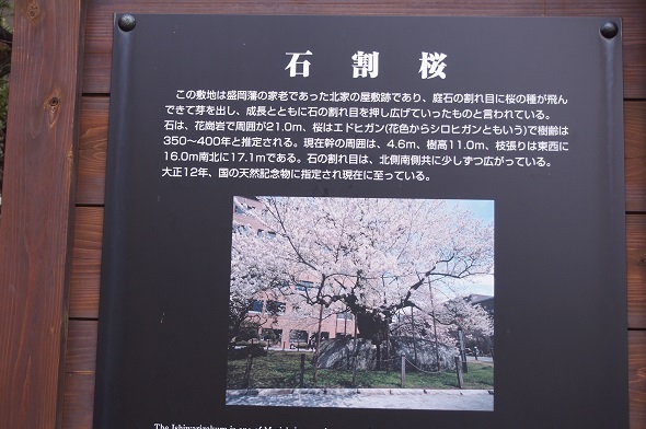石割桜看板