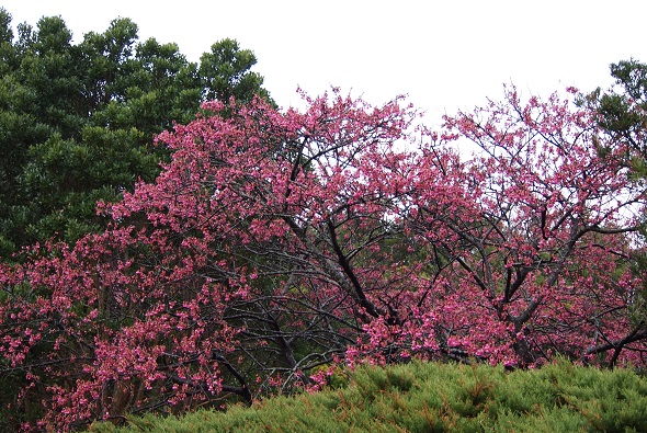 桜2