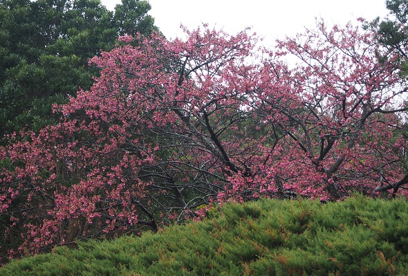 桜