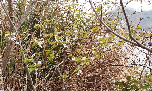 山桜2