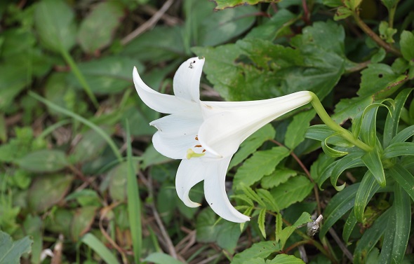 白百合