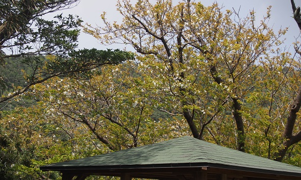 桜1