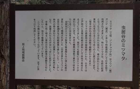ミツマタ看板