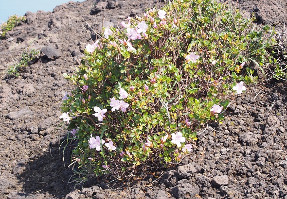 溶岩の花2