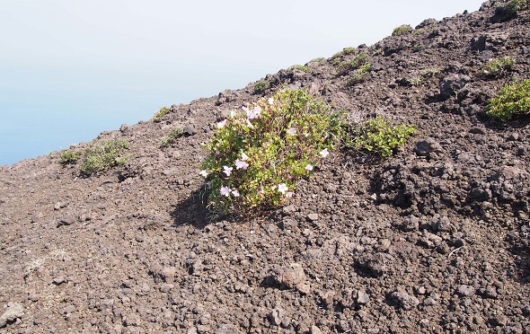 溶岩の花