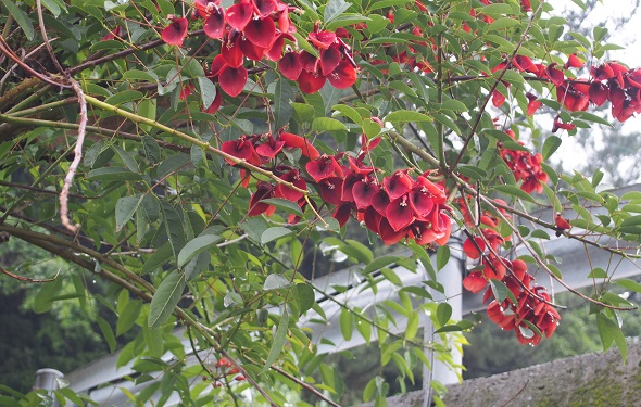 赤い花