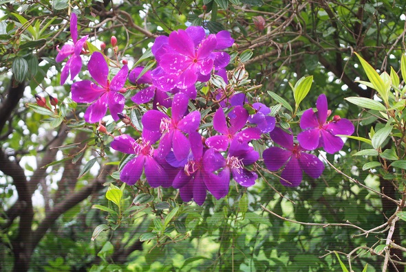 紫の花