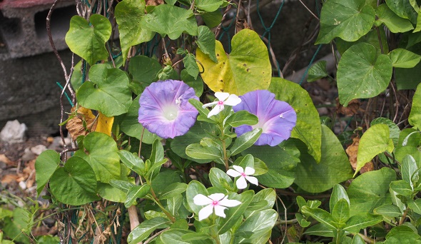 花