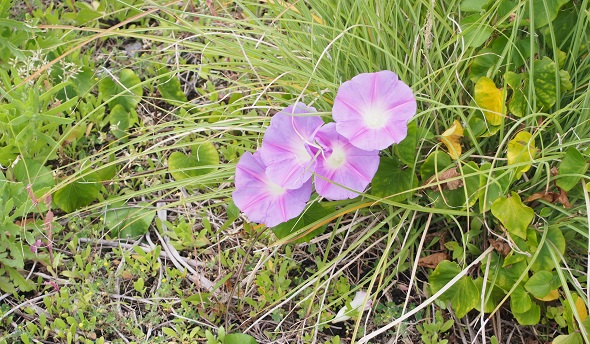 花2