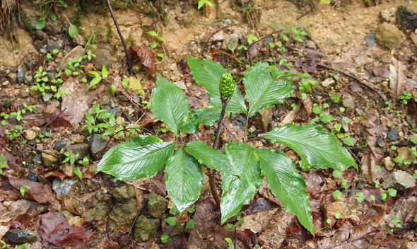 まむし草