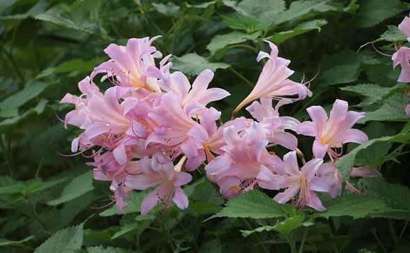 ピンクの花