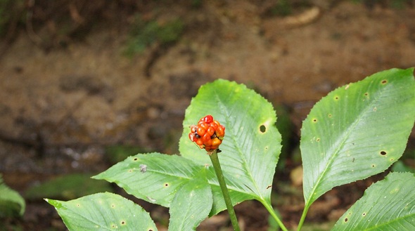 まむし草