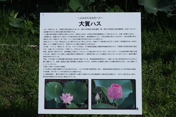 大賀ハス