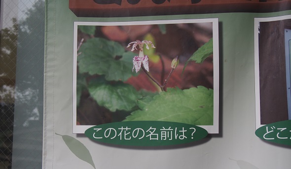 高尾山6