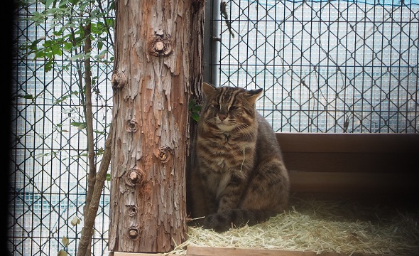 対馬山猫2