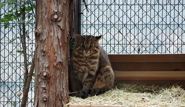 対馬山猫3