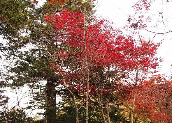 もみじ3